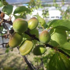 花が咲き終わったアプリコットには実が出来ていました