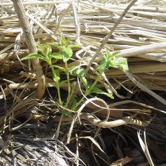 レモンバーベナの新芽が出て来ました