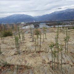 一昨日の雪が周りの山肌にはまだ残っています