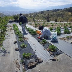 ブラックマロウの春苗定植作業をしています