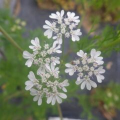 コリアンダーのレースの様な花が咲いています