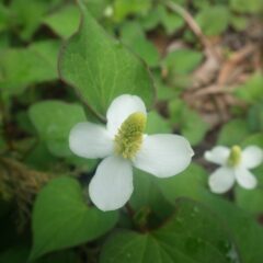 ドクダミも花を咲かせ始めました