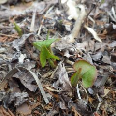 ドクダミの新芽が顔を出しました