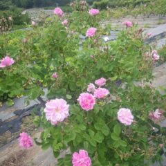 次々に花を咲かせ始めました
