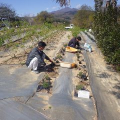 タイム・マストキナの春苗定植作業もしました