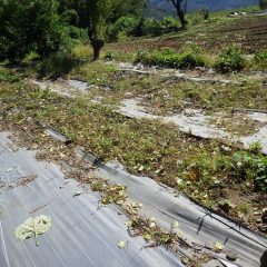 花柄を片付けたエキナセア畑の除草作業