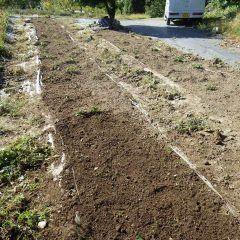 除草作業終了、出始めた新芽によく日光が当たるようになりました