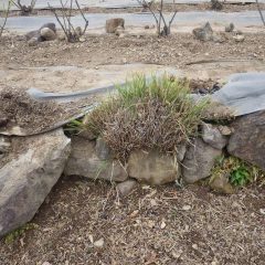 農場ローズ畑の石垣に蔓延ったススキの除草作業