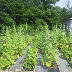 ブラックマロウの花柱は背丈を超えるまでに伸びています