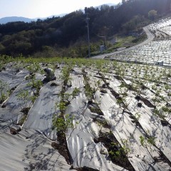 ローズ畑の除草作業