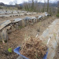 本日の除草作業終了