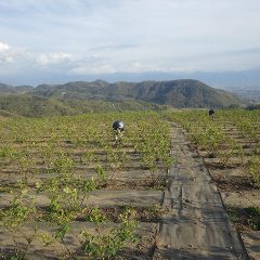 ローズ畑では除草作業を続けています