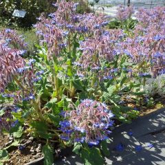 事務局前でボリジの花が満開になりました