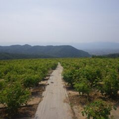 収穫作業が終わったローズ畑