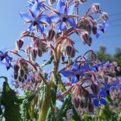 瑠璃色の星のような花です