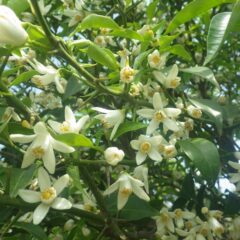 ユズの花も満開です