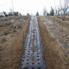 風雪に耐えてボロボロになったマルチを張り替えました