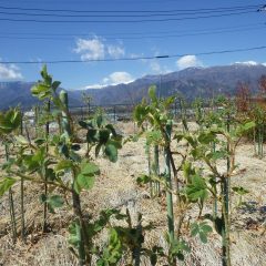 事務局前のローズは順調に葉を茂らせています