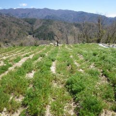 カモマイル・ジャーマンは沢山の蕾が立ち上がっています