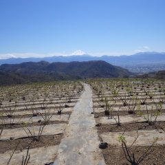 農場は花散らしの嵐が吹き荒れる中でローズの若葉が頑張っています