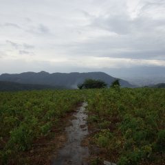 雨が本降りになり農場での作業は終了