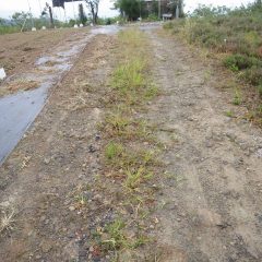 パラパラと雨が降り出す中、通路の除草作業