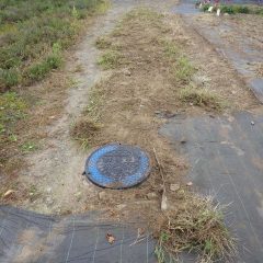 通路の除草作業が終了