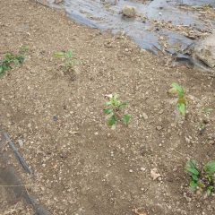 来年花を咲かせる新芽が出て来ています