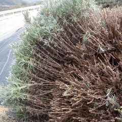 花穂が伸びて隣の株と枝が重なり合わないように刈り込みます