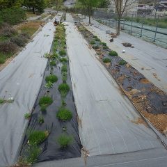 今日はこちらのカモマイル・ローマン畑の除草作業中