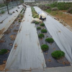 株の中から雑草が生えているので株を傷めずに雑草を取るのに一苦労です