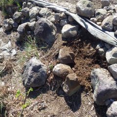 ススキなどは奥深く根を張っているので石垣を崩して根を掘り取りました