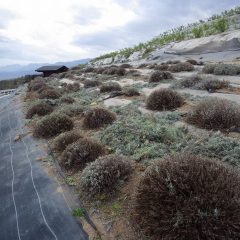 ラバンジンの剪定が終了しました