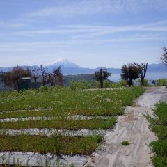 今日も富士山が出迎えてくれました