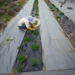 ここまで除草作業が進んだところで雨が降り出して終了となりました