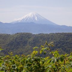 ローズ畑から望む富士山