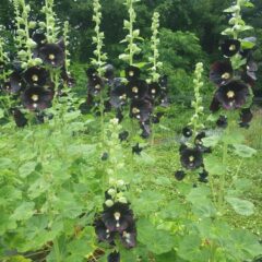 雨の中でブラックマロウは沢山の花を咲かせています