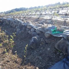 日が傾いて今日の除草作業終了