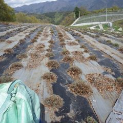 剪定した枝や枯れた株を片付けます