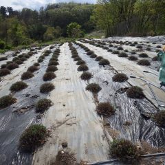 綺麗になったラベンダー・アングスティフォリア畑