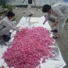 余りにも濡れているのでビニールハウスの中に広げて水気を切ってから蒸留します