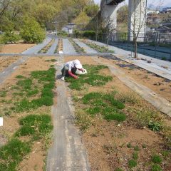 カモマイル・ローマンの除草作業