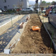 ペパーミント畑の改良作業