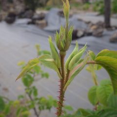 蕾が立ち上がって来ました