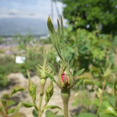 事務局前のローズの蕾からピンクの花びらが覗いています