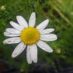 カモマイル・ローマンの花弁にも沢山の雨粒が乗っています
