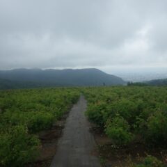 小雨の降り続く中で収穫作業の終わった農場のローズ畑