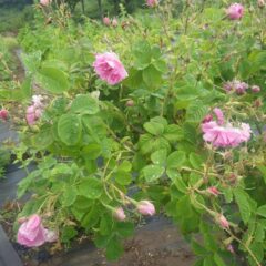 農場のローズは雨の重みで花が垂れ下がっています