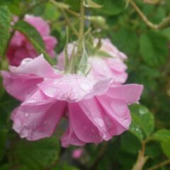 雨粒がとても重そうです