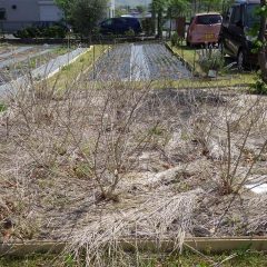 レモンバーベナも地上部は枯れ枝のようです